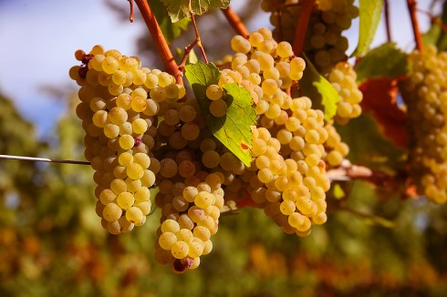 Chardonnay Grapes In Vineyard